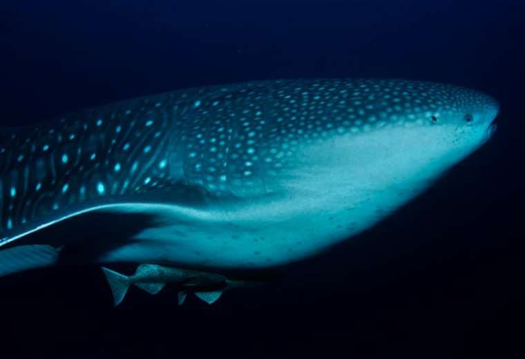 Nuevo estudio encuentra que el tiburón ballena es el mayor omívoro del mundo