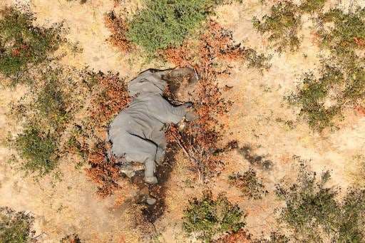 Cientos de elefantes mueren a causa de una bacteria en África
