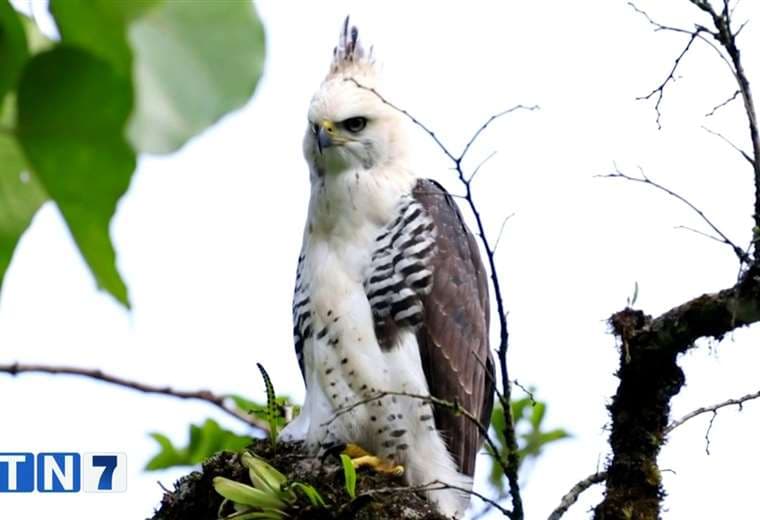 Águila penachuda se roba las miradas en Monteverde