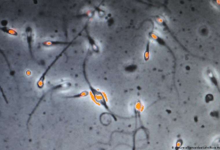 Nuevo estudio sugiere que COVID-19 podría alterar calidad del esperma