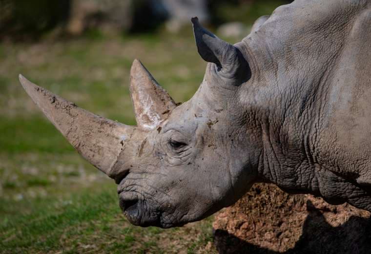 Muere en Italia a los 54 años el rinoceronte blanco más viejo del mundo