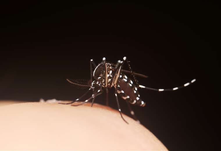 Ya son siete los casos de dengue tipo 4