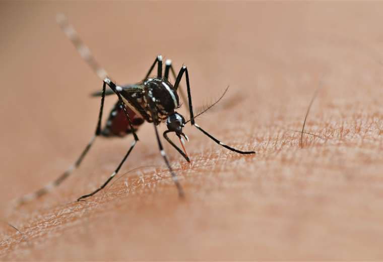 Salud declara alerta sanitaria para Turrialba, Caribe y el sur de San José por dengue