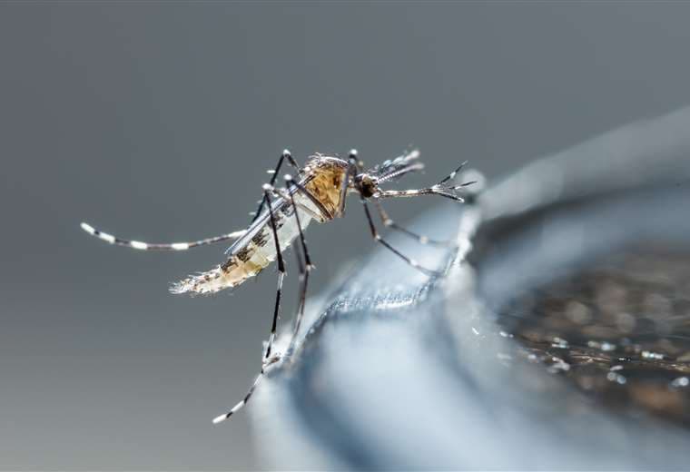 Por primera vez en la historia, Costa Rica se enfrenta a los cuatro tipos de dengue