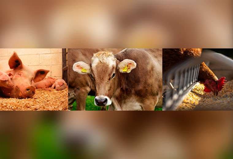 Falta de materia prima para fabricación de alimentos alarma a criadores de animales