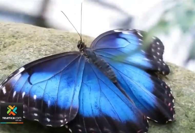 Podría haber un nuevo símbolo patrio: la mariposa morpho