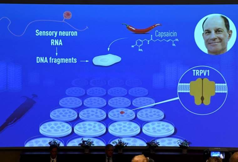Nobel de Medicina premia el descubrimiento de receptores de temperatura y tacto 