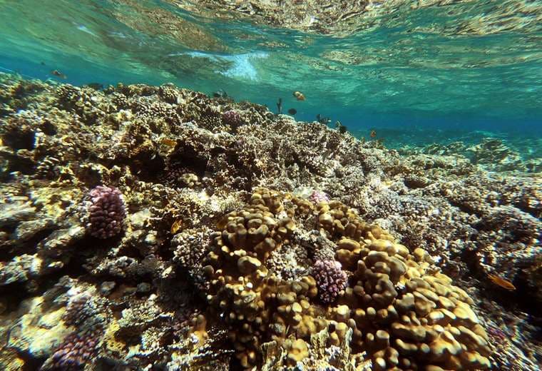 Los corales del mar Rojo pierden sus colores y el mundo, una protección