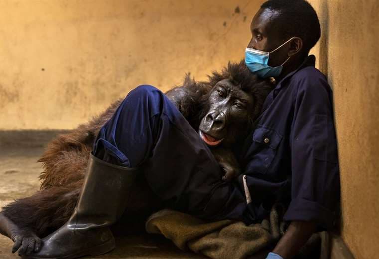 Ndakasi, la gorila que murió en brazos del cuidador que la rescató hace 14 años