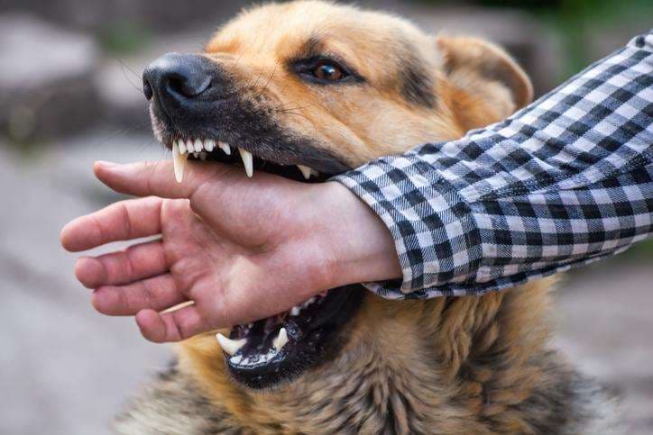 Guía para interpretar el lenguaje canino y evitar accidentes