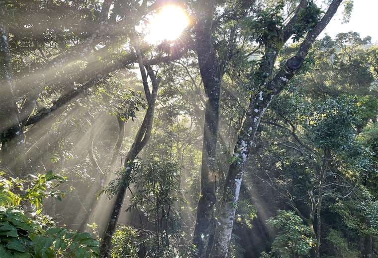 Proyecto en Monteverde es escenario perfecto para sumergirse en bosque nuboso