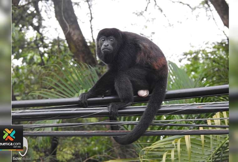 Coopeguanacaste se sacude de acusaciones que lo señalan por muertes de monos electrocutados