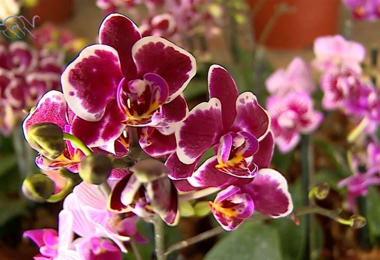 En Costa Rica crecen alrededor de 1.400 especies de orquídeas