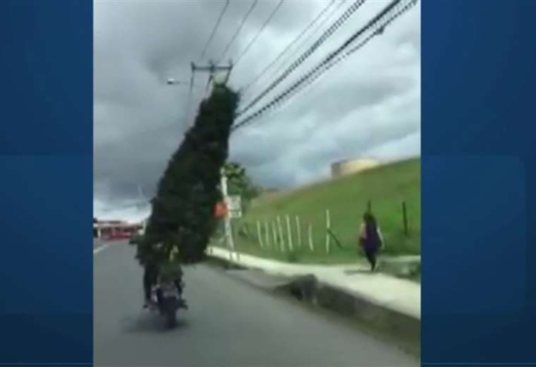 Hombre transportó árbol de ciprés de gran tamaño en una moto