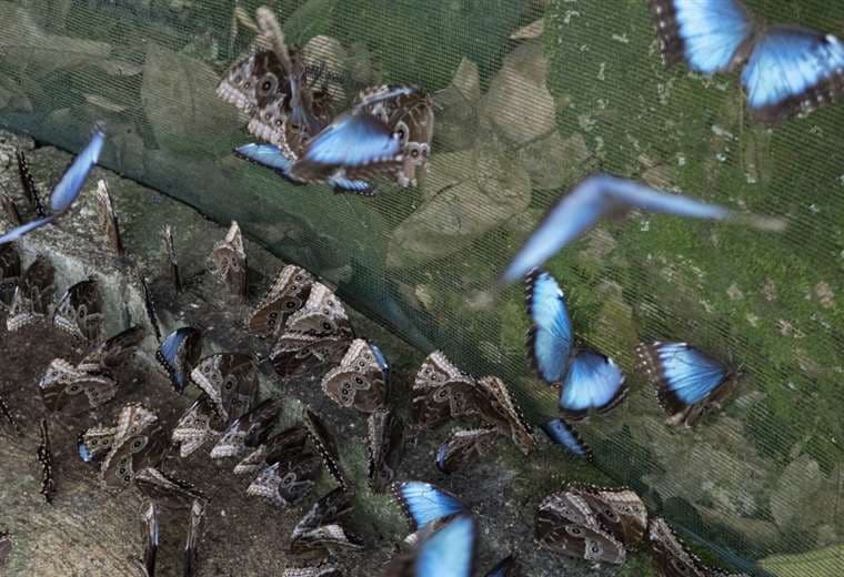 Mariposas de Costa Rica, primer exportador mundial, abren alas en Dubái, Europa y EE. UU.