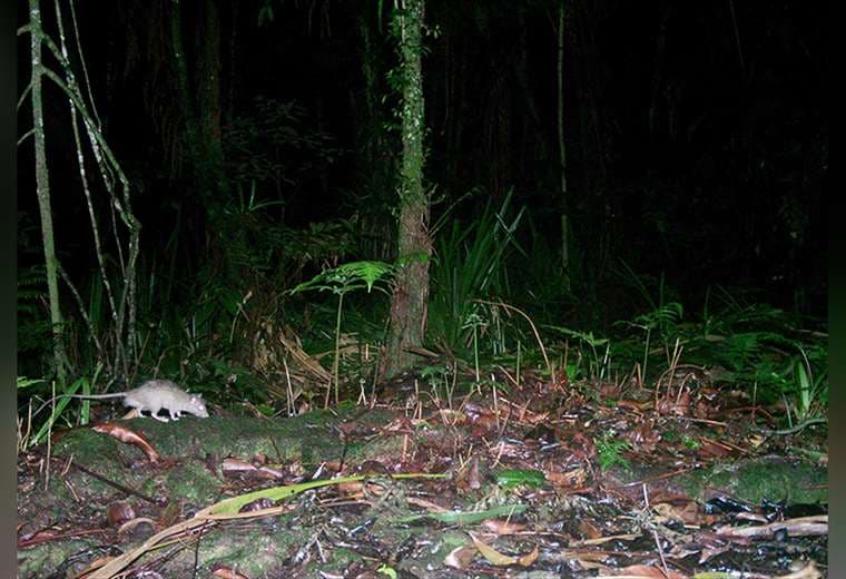 ¡Plagas en la Isla del Coco! 300.000 ratas amenazan especies endémicas