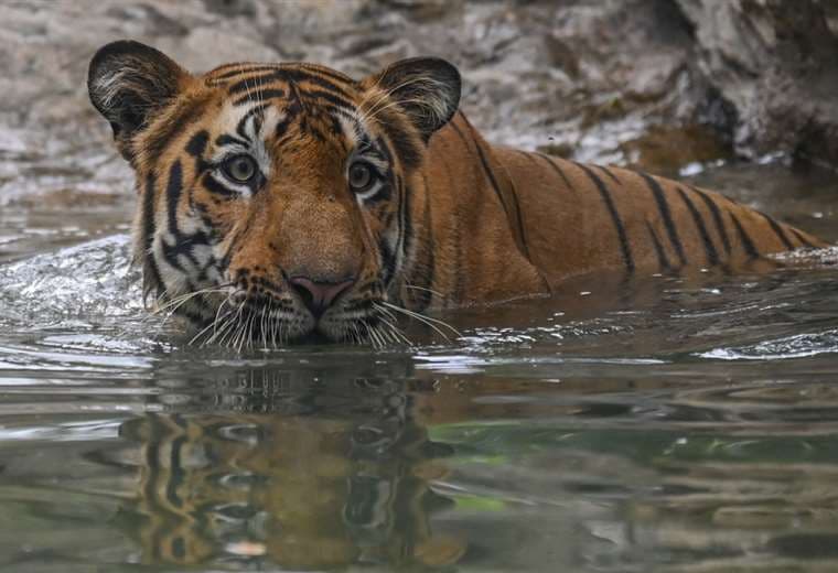 India registra récord de 126 tigres muertos en 2021