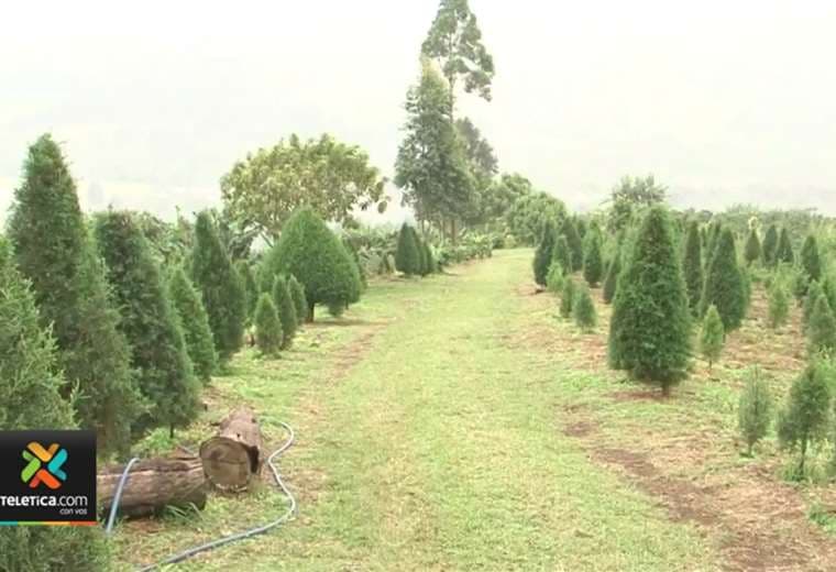 Venta de árboles navideños naturales se mantiene baja, según productores