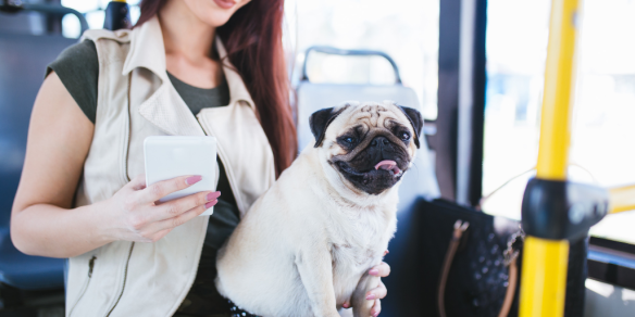 Diputado propone reformar ley para que mascotas puedan viajar en cabina de buses