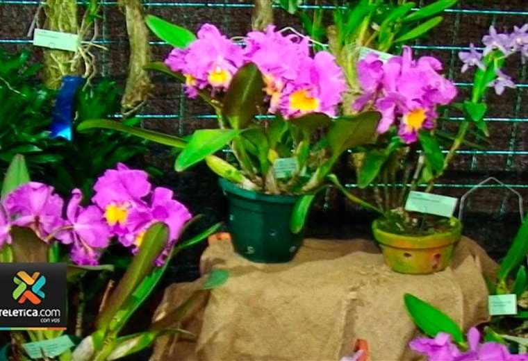 Costa Rica donó 200 especies de orquídeas a Inglaterra