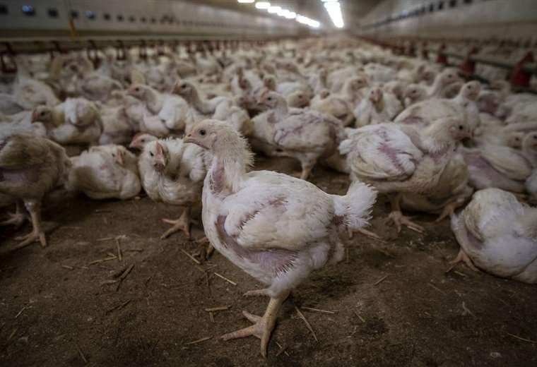 China detecta primer caso humano de gripe aviaria H3N8