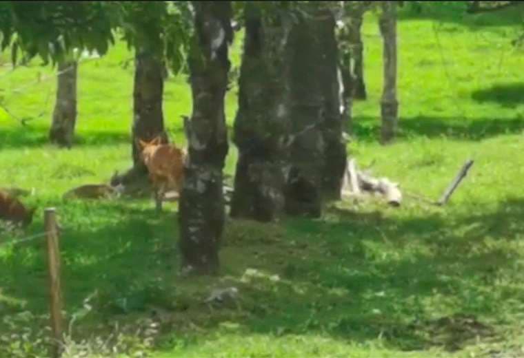 Manada de coyotes fue vista en finca ganadera de Cartago