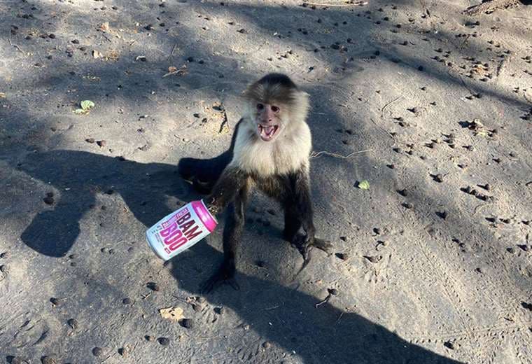 SINAC busca a mono con extremidad atorada en una lata