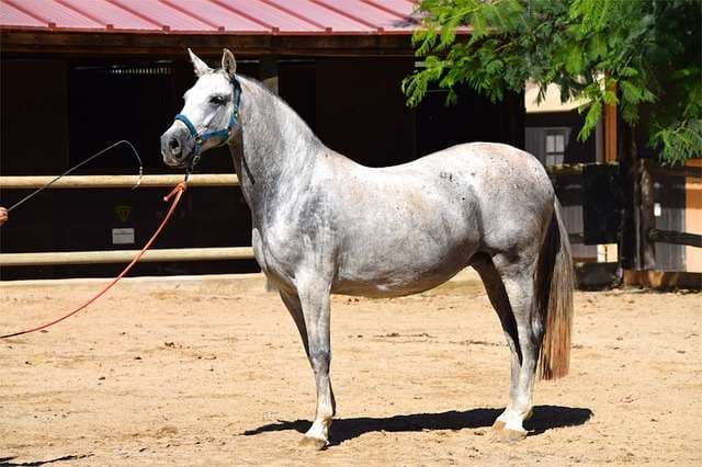El caballo andaluz se volvió una mascota de lujo en Nicaragua