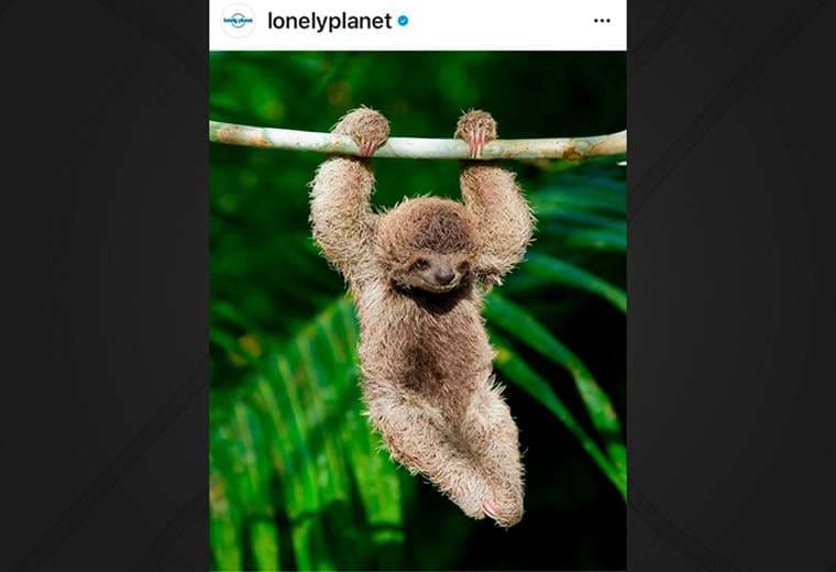 Lonely Planet destaca fotografía de oso perezoso y a Costa Rica como destino de ensueño