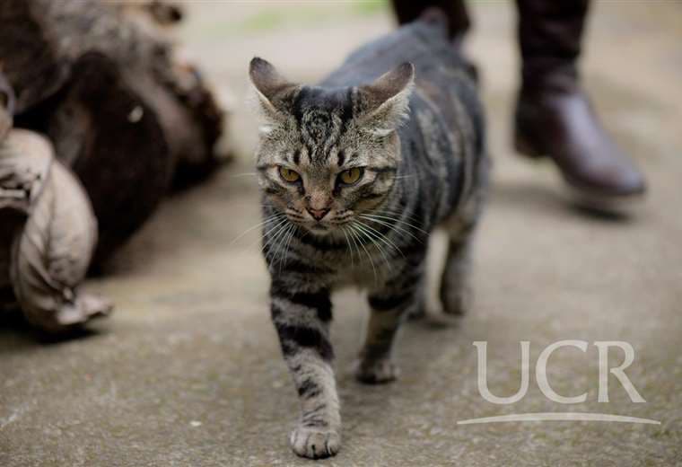 Representante de "Gatos UCR" desmiente muerte de animales en el campus