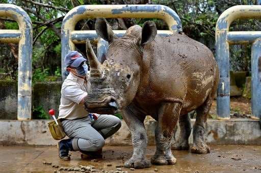 Una rinoceronte taiwanés en busca de amor en Japón
