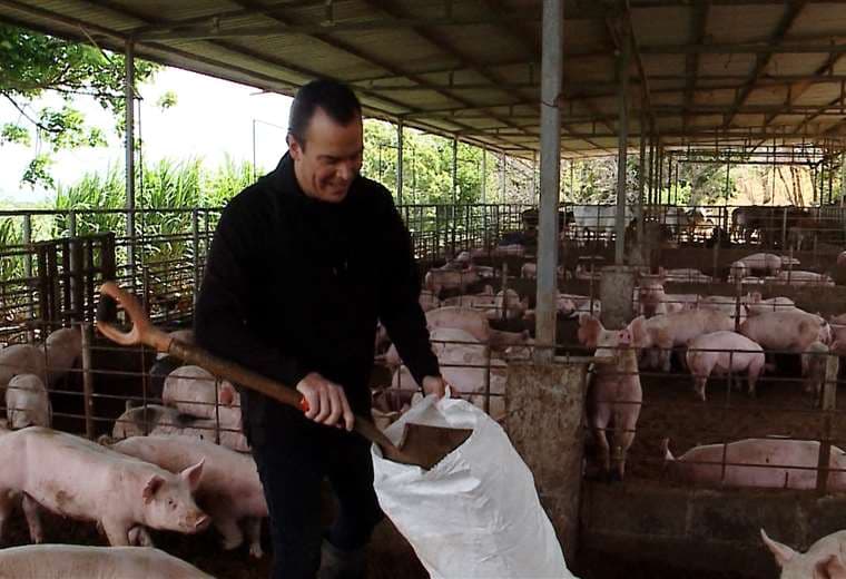 Elvis Tico revive su trabajo en una granja de chanchos