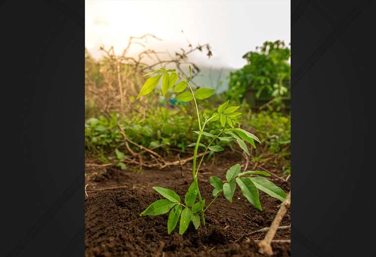 Con $1 puede sembrar un árbol en América, Asia o África