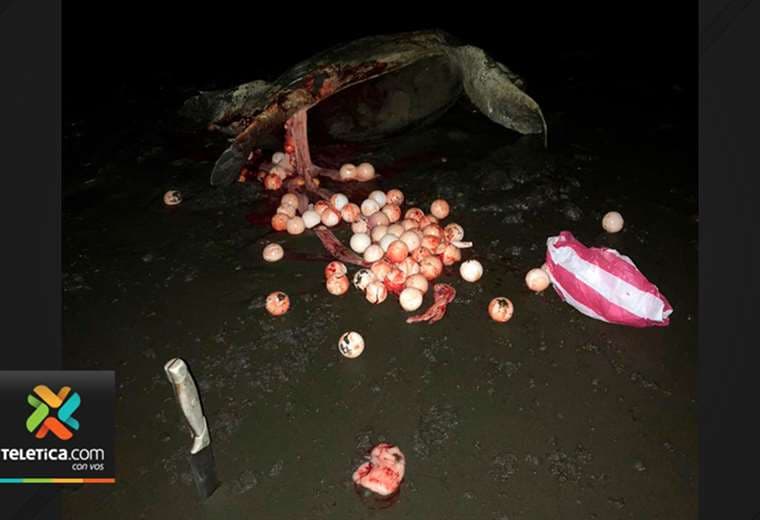 Tortuga sufrió "lenta agonía": cazadores la abrieron para extraer sus huevos