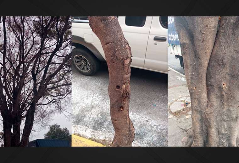Con taladro y herbicida: así tratan de matar árboles en San José