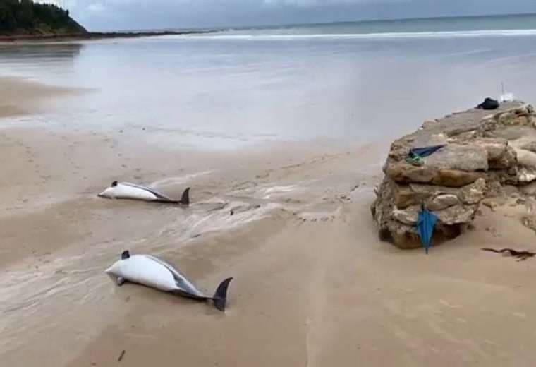 Unos 60 delfines muertos encallados en las playas de Ghana