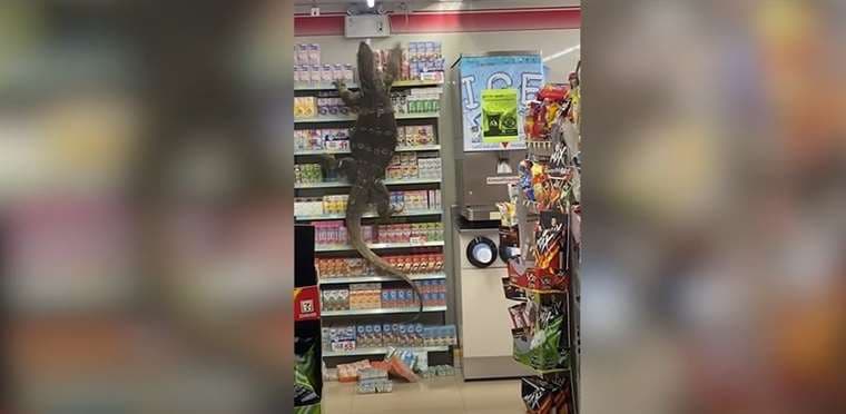 ¡Qué susto! Primo del dragón de Komodo causó pánico al irrumpir en supermercado