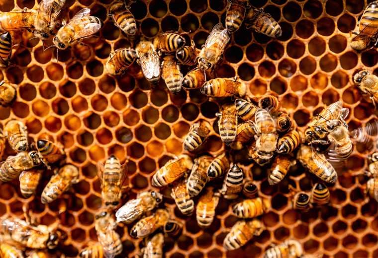 Día Mundial de las abejas: la importancia de su conservación