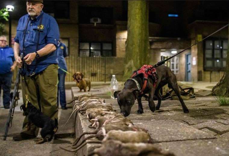 Caza de ratas en Nueva York: perros y sus dueños buscan matarlas