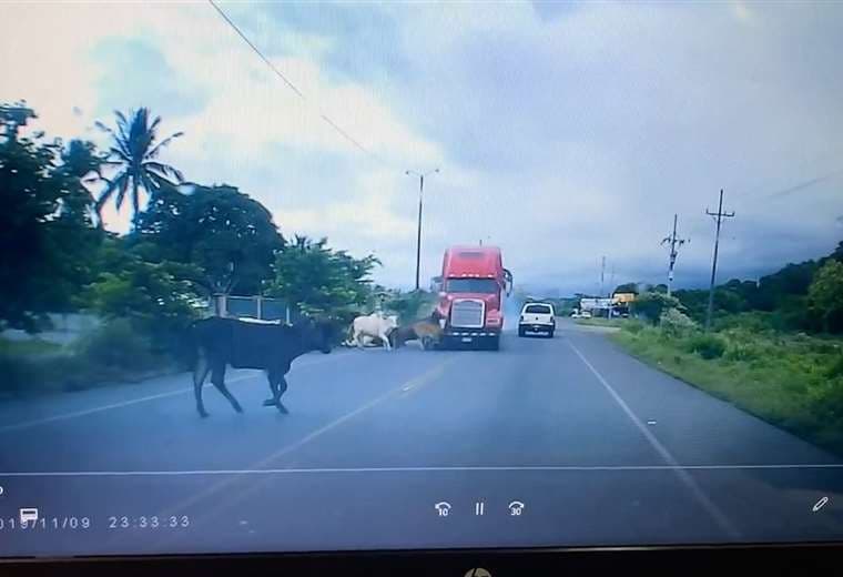 Video: tráiler atropella vacas que cruzaban la carretera