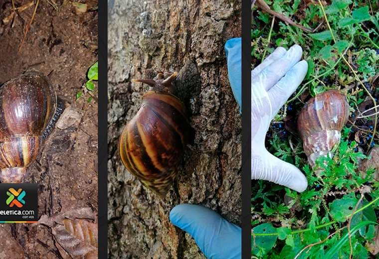 Declaran emergencia fitosanitaria nacional por caracol gigante africano