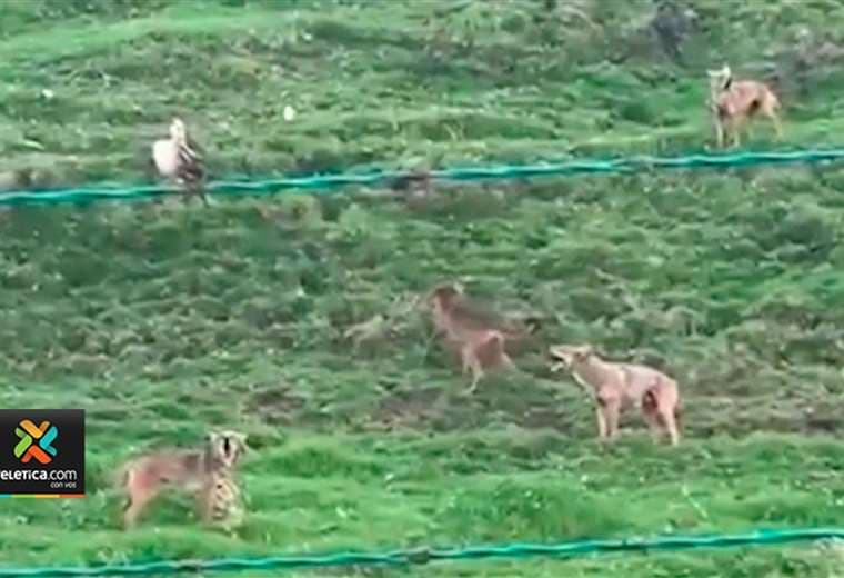Grupo de coyotes sorprendió a vecinos de Cartago