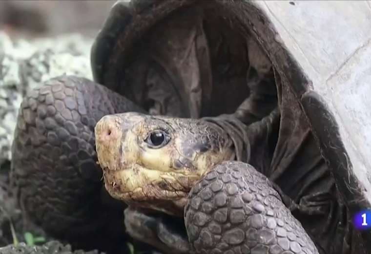 Islas Galápagos: encuentran una tortuga que se creía extinta