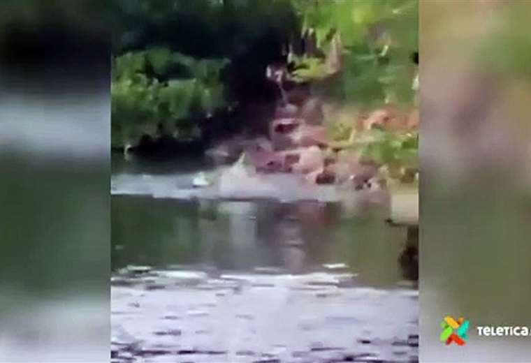 Video: cocodrilo sorprende y mata a mujer que lavaba ropa en río