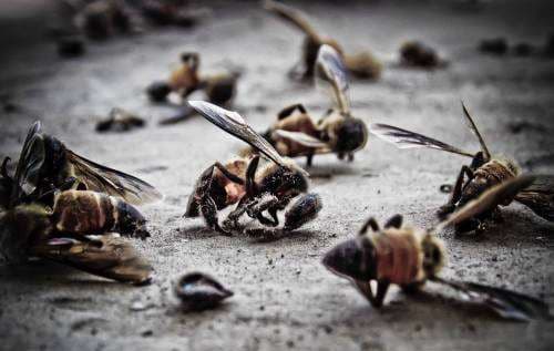 Producción de leche de almendras está matando a las abejas