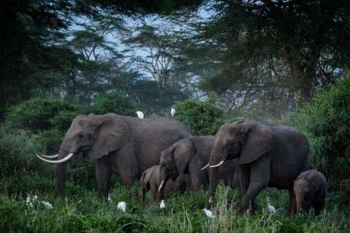 Manada de elefantes será enviada en avión de Inglaterra a Kenia