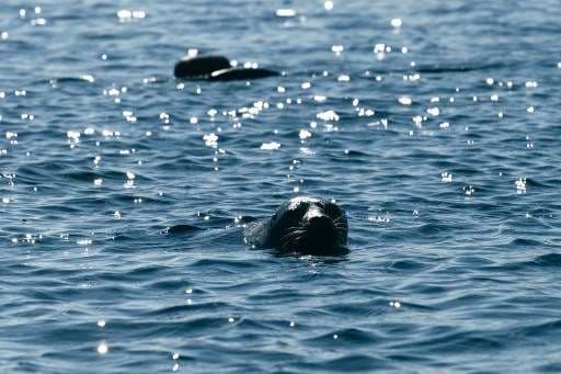 Finlandia lucha por salvar a las focas más amenazadas del mundo