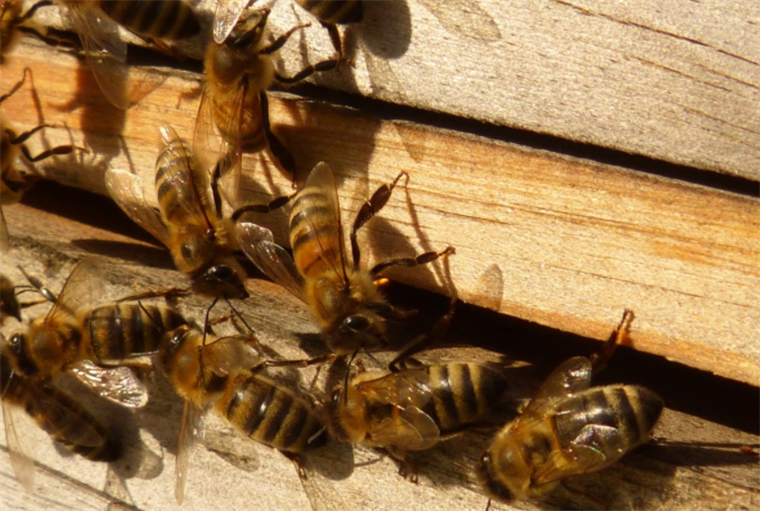 Costa Rica y sus "hoteles para abejas" que potencian polinización 