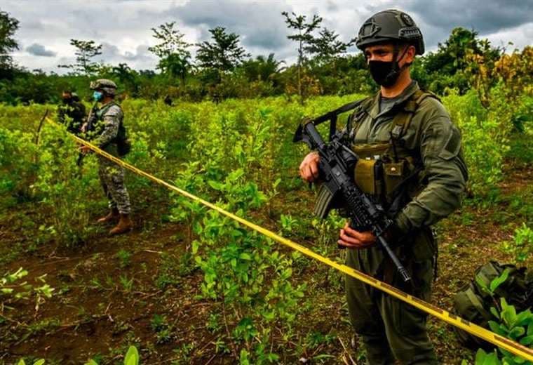 Por qué en Colombia se está produciendo más cocaína si hay menos cultivos de coca
