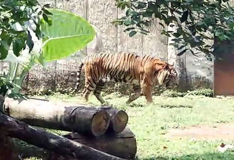 Veterinario hizo prueba COVID-19 a tigre de Sumatra